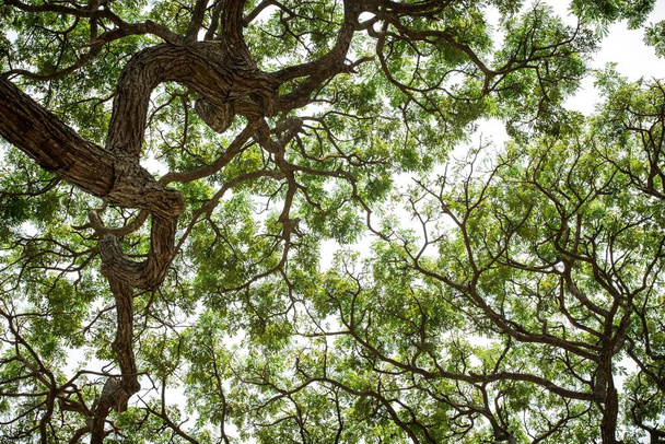 Egy felfelé néző fa lombozat a trópusi erdőben, Srí Lanka, egzotikus kaland Ázsiában, zöld levelek, háttér, Felső ágak a fa friss zöld lombozat - Fotó, kép