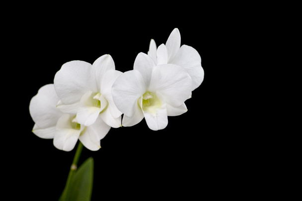 Orchid - Photo, image