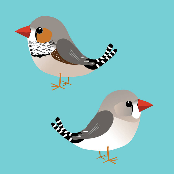 A digital illustration of a cute male and female zebra finch - Vector, Image
