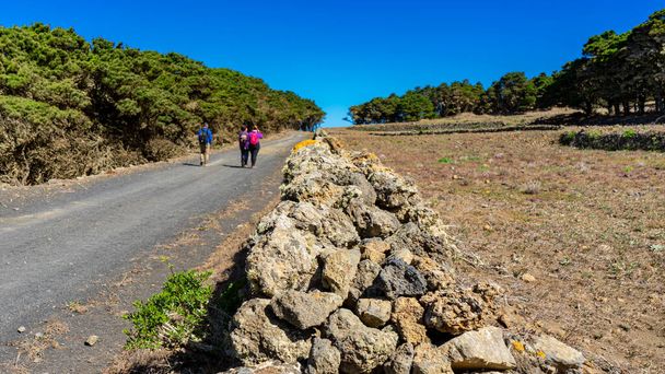 Drie mensen wandelden door een bos van Laurisilva, op het eiland El Hierro. La Llania is een ideale plek om te wandelen. - Foto, afbeelding