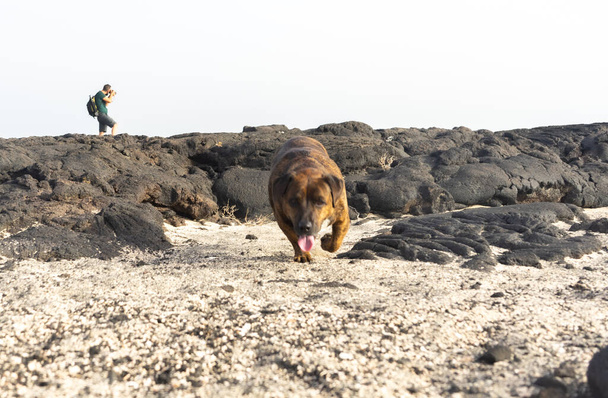 Σε πρώτο πλάνο, ένας σκύλος περπατάει στην άμμο. Στο βάθος, ένας φωτογράφος φωτογραφίζει τη λάβα που ρέει από ένα ηφαίστειο. Αυτή η εικόνα τραβήχτηκε στο La restinga, El Hierro. - Φωτογραφία, εικόνα