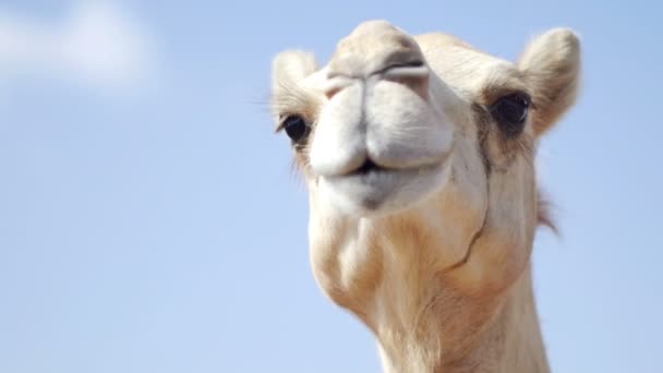 Video of camel face - Footage, Video