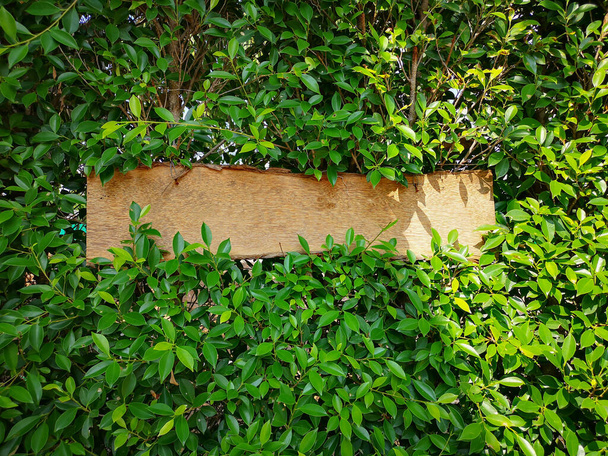 Brown wooden board on greenery leaves of ficus plant background - Photo, Image