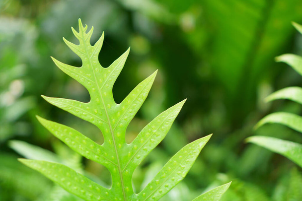 ハワイの暖かいシダの新鮮な緑の羽状葉一般的に君主シダまたはムスクシダ、ポリポディア科の地上カバー植物と呼ばれ、西太平洋で野生で成長し、熱帯植物                               - 写真・画像