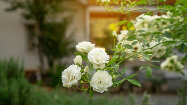 Trossen bloemblaadjes zomer zuiver witte rozen bloeien op groene bladeren onder zonlicht 's morgens, symbool voor Valentijnsdag - Foto, afbeelding