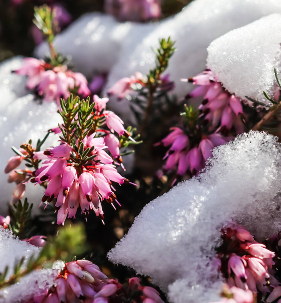 Blooming pink Erica carnea flowers (Winter Heath) and snow in the garden in early spring. Floral background, botanical concept - Photo, Image