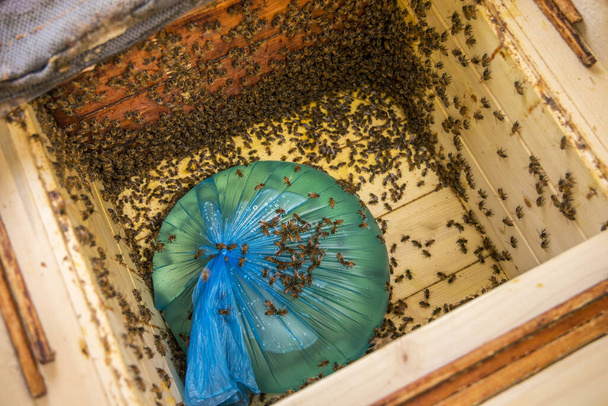 Méheket készítenek télre, házilag készített cukorsziruppal etetik a méheket ősszel, hogy túléljék a hideg telet Észak-Európában.. - Fotó, kép