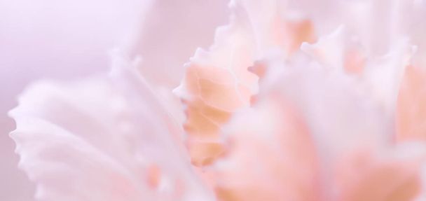 Art rétro, carte vintage et concept botanique - Fond floral abstrait, fleur d'oeillet rose pâle. Macro fleurs toile de fond pour le design de la marque de vacances - Photo, image