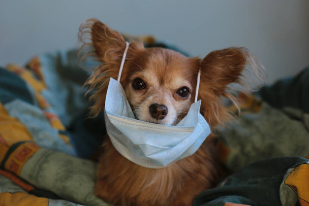 zabawy imbir mały pies chihuahua w masce medycznej chroni się przed wirusem - Zdjęcie, obraz