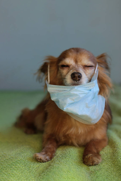 игривый рыжий маленький собачий чихуахуа в медицинской маске защищает себя от вируса
 - Фото, изображение