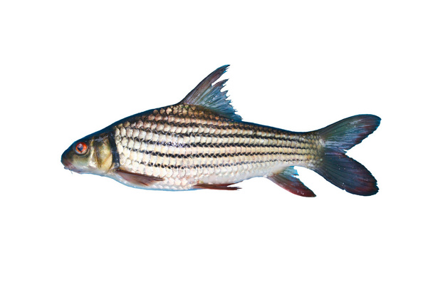 Прісноводні риби ізольовані на білому тлі
 - Фото, зображення