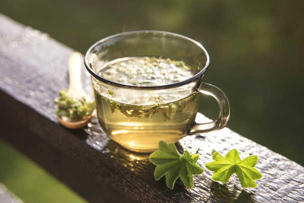 Αλχημίλλα Βούλγαρης, κοινότυπη έννοια τσάι με βότανα. Σύνθεση σε φυσικό ξύλινο ταμπλό με όμορφο πίσω φως από την ηλιόλουστη μέρα του καλοκαιριού. - Φωτογραφία, εικόνα