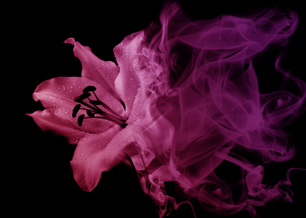 Kaunis lilja kukka savusta
 - Valokuva, kuva
