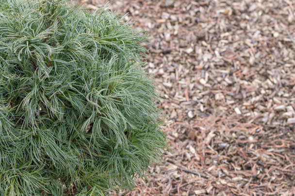 a lot of young green needles on pine wood branches at the beginning of spring, resembles wavy hair on a background of wood chips - Photo, Image
