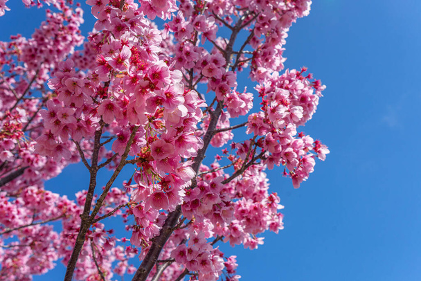 白・薄桃色の桜(桜)) - 写真・画像