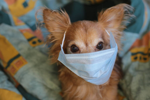 игривый рыжий маленький собачий чихуахуа в медицинской маске защищает себя от вируса
 - Фото, изображение