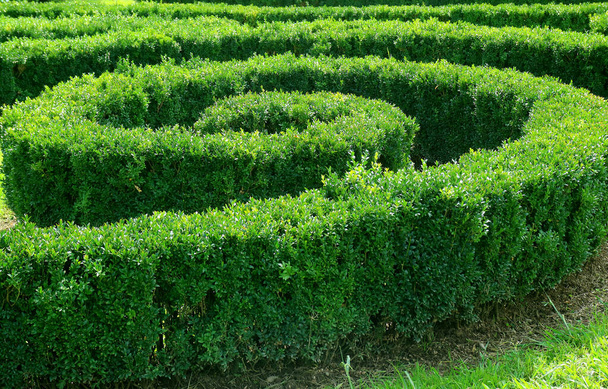 Forma espiral ornamental arbustos aparados no jardim
 - Foto, Imagem