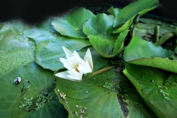 White lotus flower - Фото, изображение