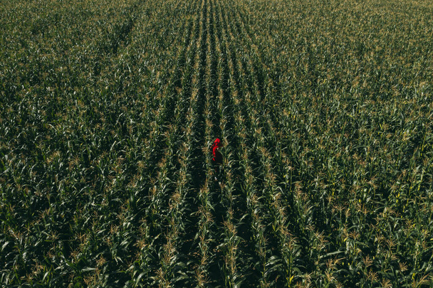 Homme dans un grand champ de maïs vert
 - Photo, image