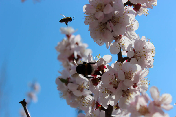 Zwarte hommel verzamelt nectar van abrikozenboom in bloesem, close-up - Foto, afbeelding