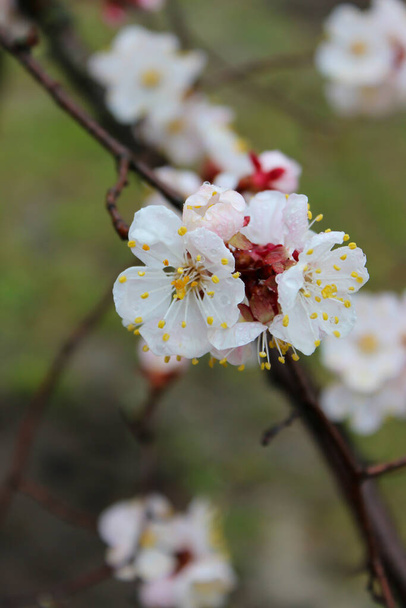 Täydellinen aprikoosipuu kukassa. Sadepisaroita kukkiin. Sateinen kevätpäivä, lähikuva
 - Valokuva, kuva