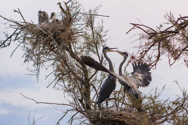 Grey heron, Ardea cinerea, nesting time. Wildlife animal scene from nature. Spring nesting time with bird.Concept wild. - Foto, immagini