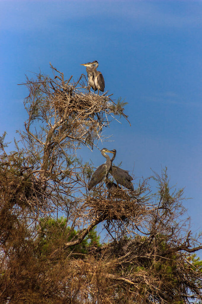 Grey heron, Ardea cinerea, nesting time. Wildlife animal scene from nature. Spring nesting time with bird.Concept wild. - Photo, Image
