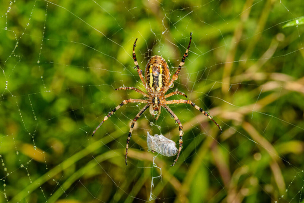 Araignée noire jaune après la douche à effet pluie. Une araignée couverte de gouttes d'eau
. - Photo, image