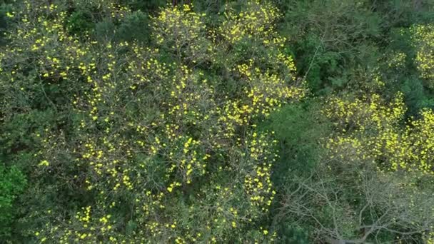 Aerial footage of flowering plants in tropical forest in spring - Footage, Video