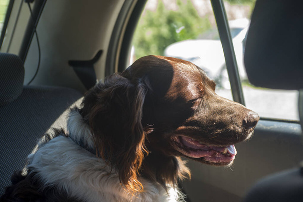 Hunting dog setter in a car in sunny day - Photo, Image