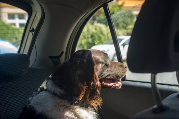 Мисливський собака сетер в машині в сонячний день
 - Фото, зображення