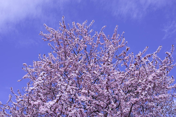 Wiosenna granica, sztuka tła z różowym kwiatem. Kwitnące drzewo sakura nad błękitnym słonecznym bokeh nieba. Wielkanoc słoneczny dzień. Wiosenne kwiaty. Wiosną. Na wielkanocne i wiosenne kartki okolicznościowe, przestrzeń do kopiowania - Zdjęcie, obraz