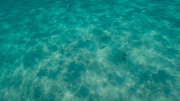 Ondulaciones o reflejos de la luz del sol bajo el agua en el fondo arenoso del océano poco profundo con dos peces weever camuflados, mar Mediterráneo, escena natural
 - Foto, imagen