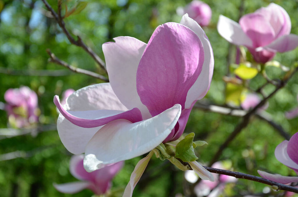 Flor de magnólia, galhos de árvore com grandes flores de magnólia perfumadas em um dia ensolarado, close-up
 - Foto, Imagem