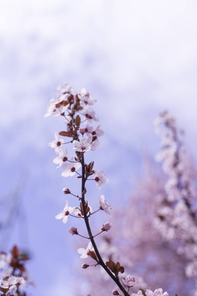 春の境界線、ピンクの花の背景アート。青空に桜の木を咲かせます。晴れた日にイースター。春の花。春だ。イースターと春のグリーティングカードのために、スペースをコピー - 写真・画像
