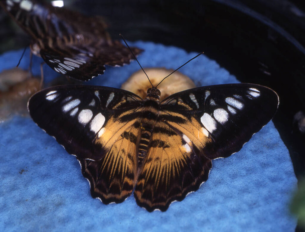 tropische zwaluwstaartmot op een blad - Foto, afbeelding