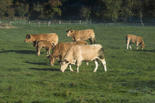 MEIRA, HISZPANIA - LISTOPAD 15, 2017: Krowy pasące się na dużym obszarze trawy na tym obszarze wiejskim Galicji. - Zdjęcie, obraz