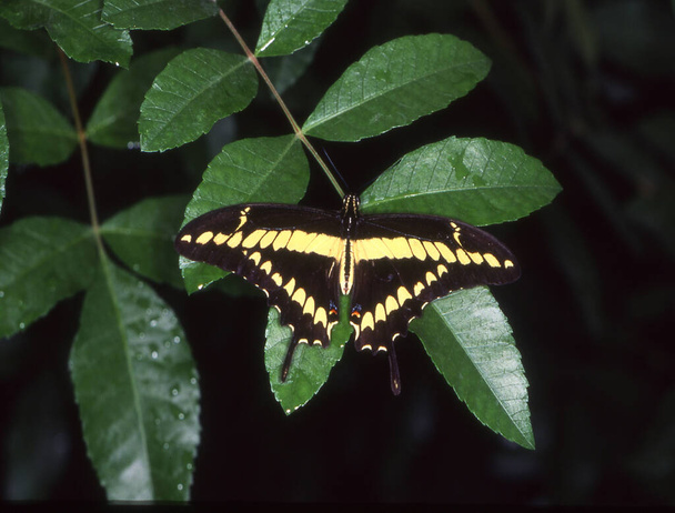 Farfalla coda di rondine sulle foglie
 - Foto, immagini