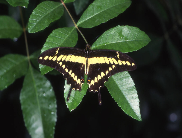 Swallowtail vlinder op bladeren - Foto, afbeelding
