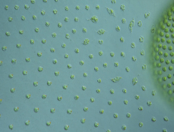Зеленые водоросли в каплях воды под микроскопом 100x - Фото, изображение