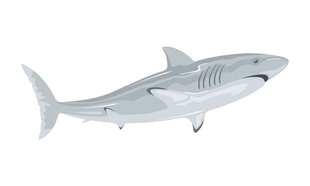 Большая белая акула - хищное животное с зубами, имеющее серую спинную область и крепкую, большую, коническую морду.
. - Вектор,изображение