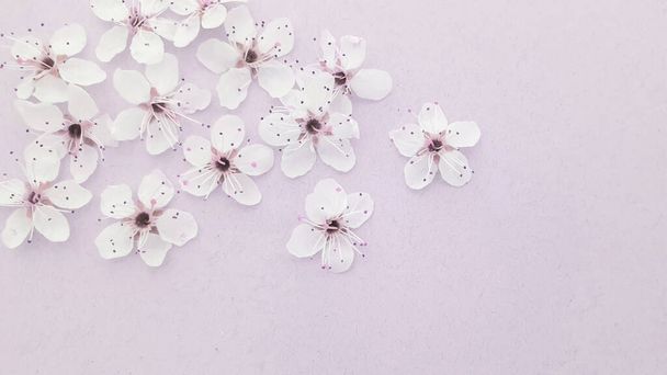 Cherry blossom spring flowers background - Photo, Image
