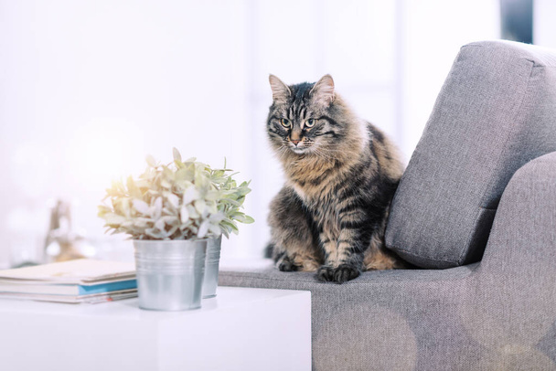 Beautiful long hair cat on the couch at home, relaxing and looking away - Фото, изображение