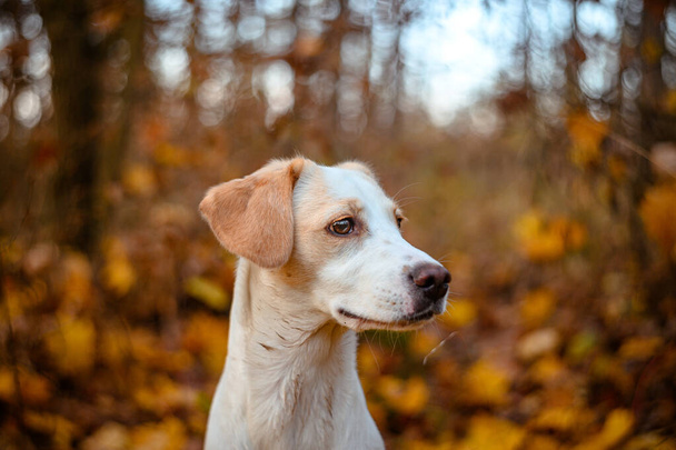 Amazing healthy looking adult white dog in colorful forest. - Fotografie, Obrázek