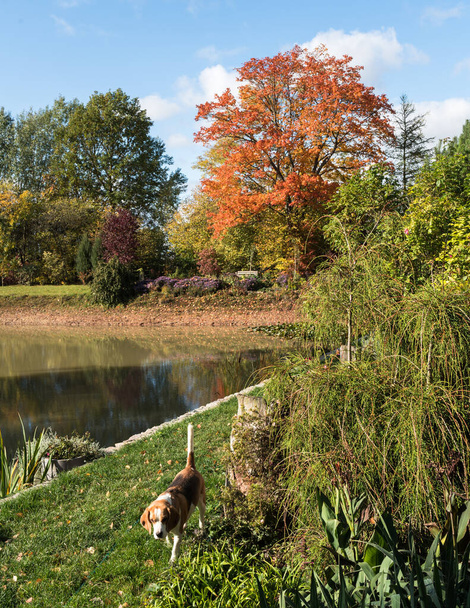tuin landschap met een vijver, een kleine hond beagle op de voorgrond, een grote esdoorn boom met felrode en geelbruine bladeren aan de achterkant. - Foto, afbeelding
