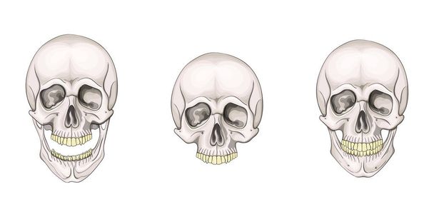 Az emberi koponya készlet elszigetelt fehér háttérrel. Vektorillusztráció. - Vektor, kép