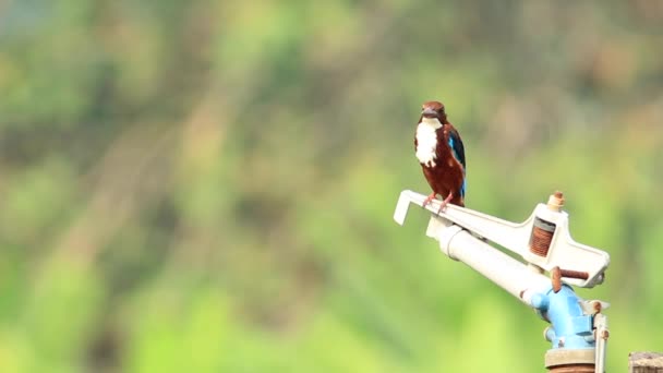 White Throated Kingfisher 2 - Footage, Video