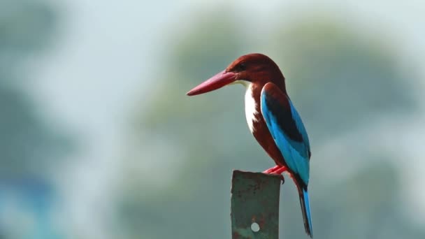 White Throated Kingfisher - Footage, Video