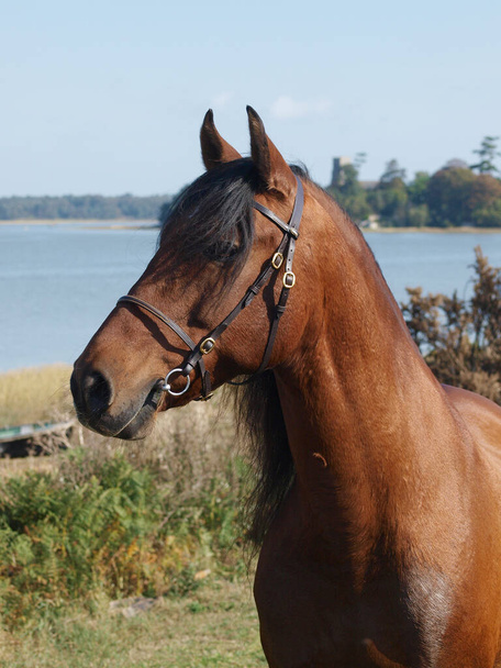Een hoofd shot van een prachtige baai Spaans paard staand nabij een rivier. - Foto, afbeelding