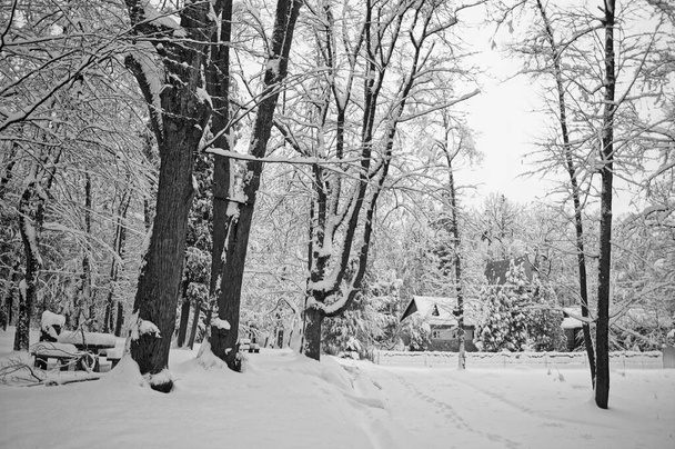 Näkymä talvi luminen puisto puita peitetty valkoinen pörröinen lumi pakkasella aurinkoinen päivä
 - Valokuva, kuva